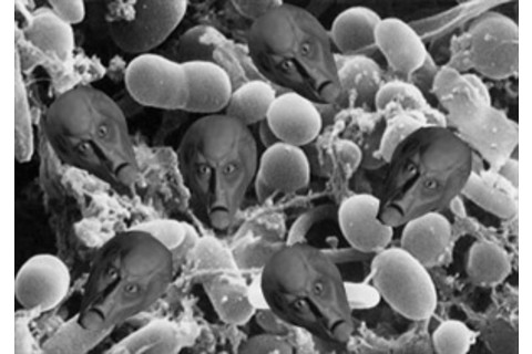 alien_bacteria_balok.jpg