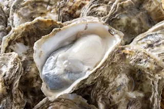 Oysters could kill bacteria