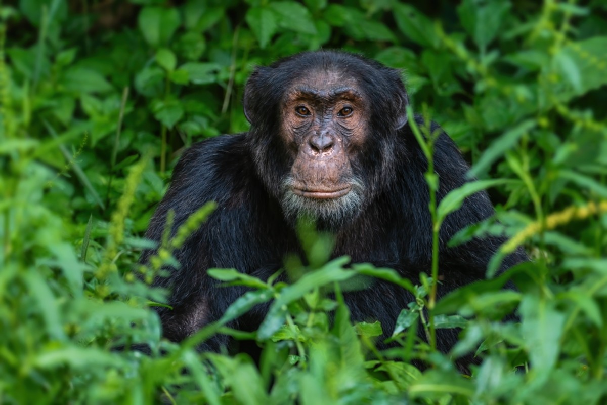 Contagious Urinations Cause Chimps to Go in Groups | Discover Magazine