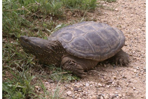 turtle_thumb.jpg