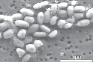 bacteria_arsenic-300x204.jpg
