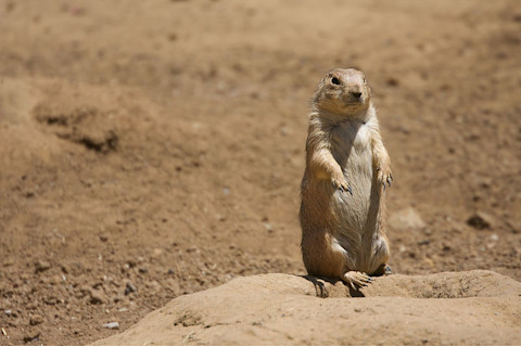 800px-Black-tailed_Prairie_Dog_standing.jpg