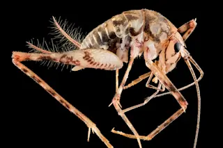 Camel-Cricket.jpg