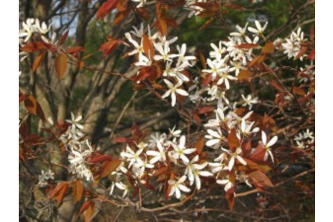treekit-300x225.jpg