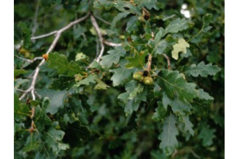 treezilla-300x226.jpg