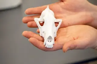 canine-skull-held-in-hands