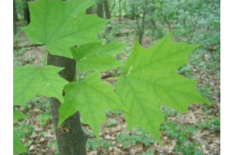 leafsnap-300x225.jpg