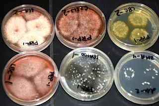 general-pick-of-fungi-for-intro_photo-C-Coker-1024x669.jpg