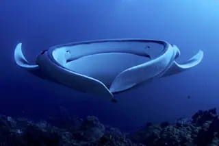 1200px-Giant_Manta_AdF-1024x678.jpg