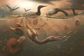 Vegavis-iaai-diving-for-fish