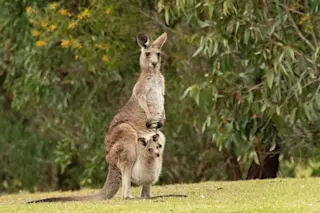 eastern-gray-kangaroo-with-her-joey