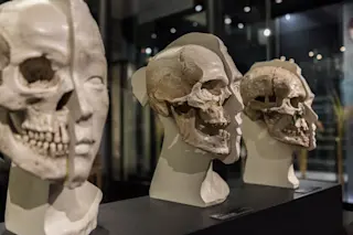 half-view-of-skulls-and-facial-reconstruction