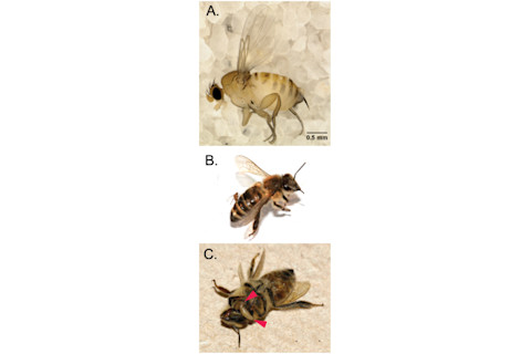 1-zombie-fly-and-larvae-hatching-250x661.png