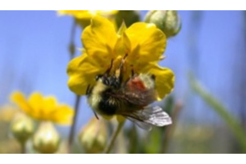 bumblebeewatch-300x175.jpg