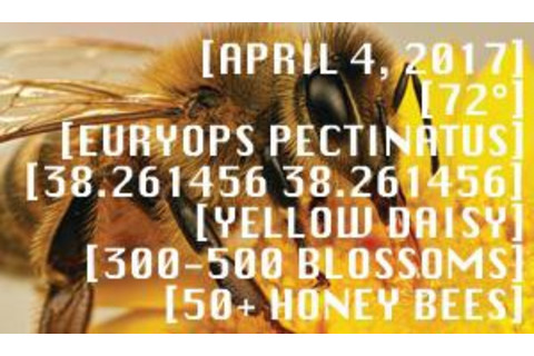 BeeWiseSciStarter-300x175.jpg