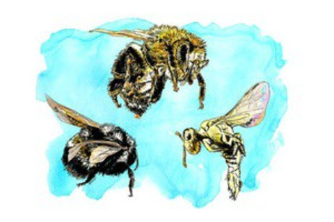 995e9477-942f-430f-ba4b-c9ec2b728a6b-300x176.jpg