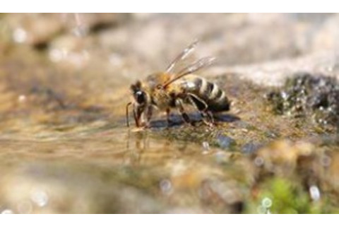 bee-water-Schanin-CC0-CreativeCommons-Pixabay-300x178.jpg