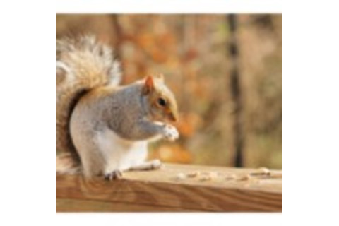 squirell-150x150.jpg
