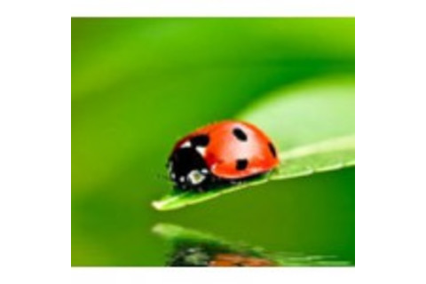 lost-ladybug-project-scista-150x150.jpg