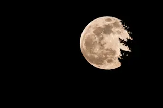 full moon with a pine tree silhouette