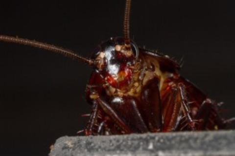 cockroach-by-cl-goforth-300x200.jpg