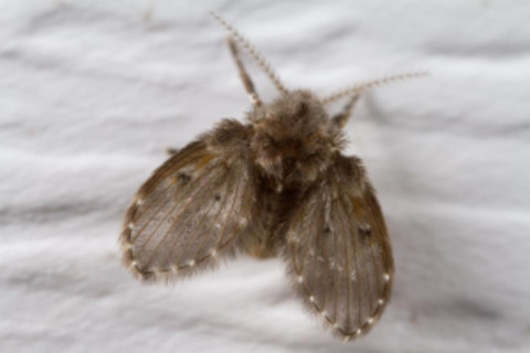 moth-fly-300x200.png