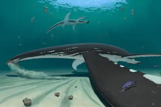 Reconstruction of the new plesiosaur