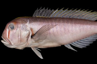 Branchiostegus sanae