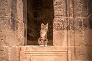 Cat in ancient egyptian building