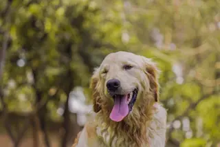 golden-retriever-winking