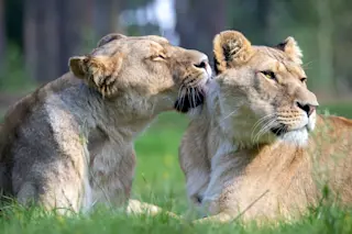 Lions grooming