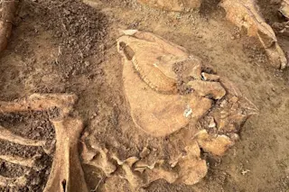 Horse head fossil