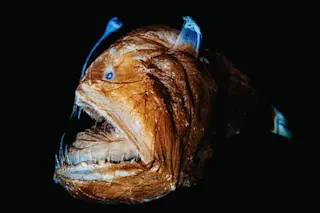 ugly anglerfish