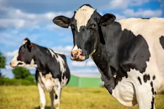 Dairy cows getting bird flu