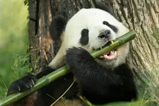 Panda eating bamboo