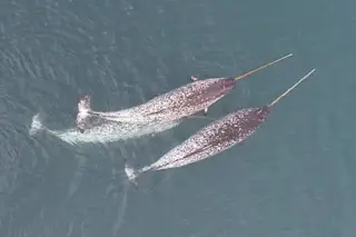 drone footage of three narwhals