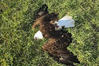 bald-eagles-1024x768.jpg