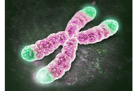 160422-telomere-630x451.jpg