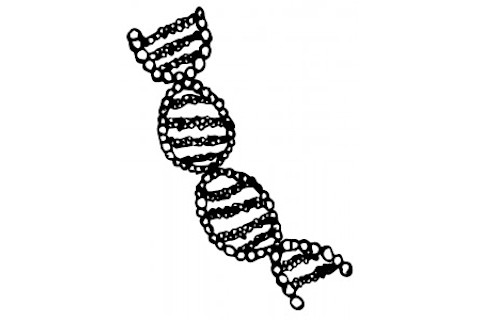 dna-drawn-221x300.jpg