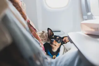 Dog onboard a flight on a plane