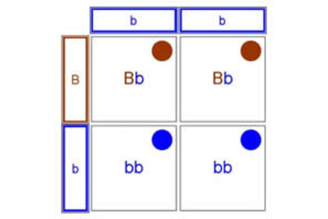 GCSE-Punnet-square-diagram.jpg