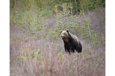 grizzly-bear.jpg
