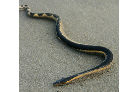 sea-snake.jpg