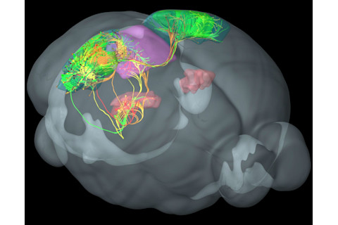 mouse-brain-3--1024x801.jpg