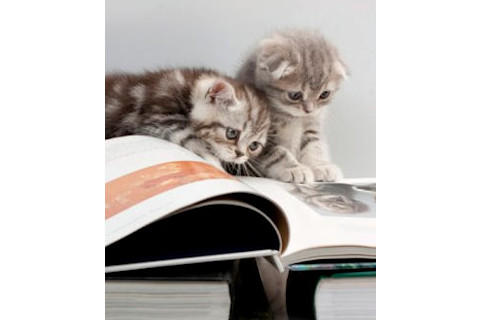 catreading.jpg