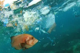Sad fish swimming by microplastics