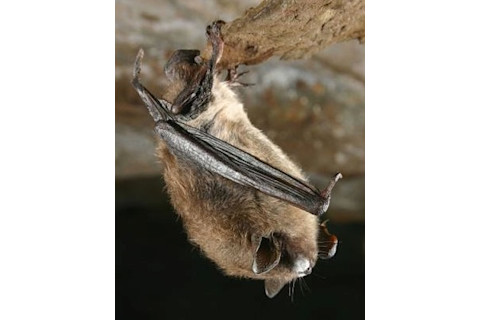 little-brown-bat-white-nose.jpg
