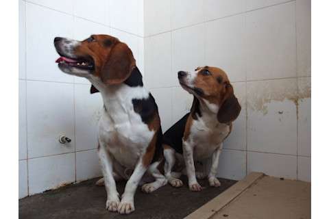 beagles_gene_editing-1024x768.jpg