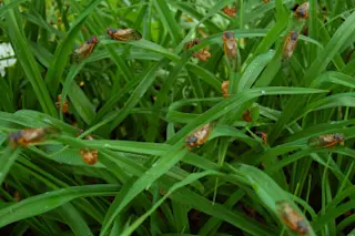 cicadas