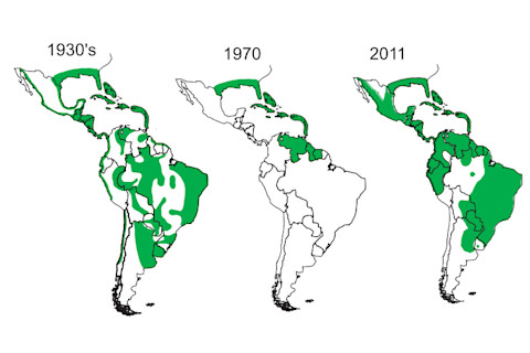 reforestation_aedes_aegypti.jpg